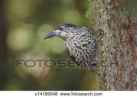 Stock Photo - Grisons, bird, fir jays, davos, caryocatactes, huwiler, Alps. Fotosearch