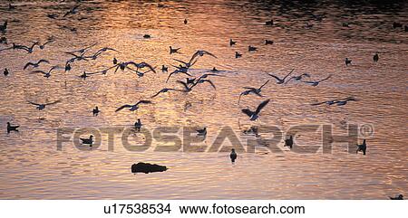 Picture - lake, birds, gulls, calf, bregenz, Lake Constance, austria. Fotosearch