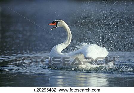 Stock Image - river, clean, mute swan, lake, huwiler, spring, action. Fotosearch