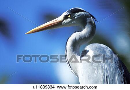 stelzvogel, aichner, animals, ardeidae, aves View Large Photo Image Picture - stelzvogel, aichner, animals, ardeidae, aves. Fotosearch
