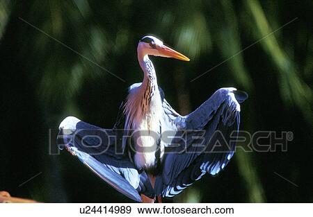 stelzvogel, aichner, animals, ardeidae, aves View Large Photo Image Stock Photo - stelzvogel, aichner, animals, ardeidae, aves. Fotosearch