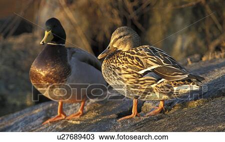 anas, aves, animals, anatinae, abenddaemmerung View Large Photo Image Stock Image - anas, aves, animals, anatinae, abenddaemmerung. Fotosearch