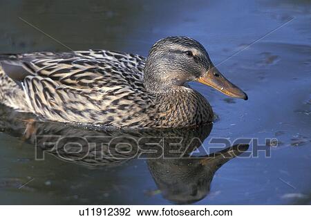 Stock Image - anatinae, aves, animals, anas. Fotosearch
