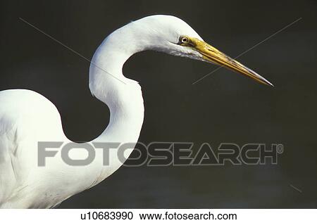 animals, aves, ardeidae, albus View Large Photo Image Stock Image - animals, aves, ardeidae, albus. Fotosearch