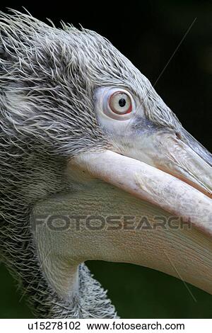 Stock Image - animals, bill, beak, aves, alfred. Fotosearch