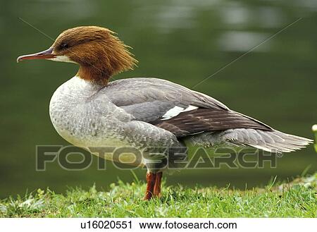 animals, bird, aves, anatinae View Large Photo Image Stock Image - animals, bird, aves, anatinae. Fotosearch