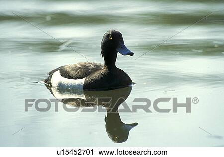 animals, black, bird, aves, anatinae View Large Photo Image Stock Image - animals, black, bird, aves, anatinae. Fotosearch