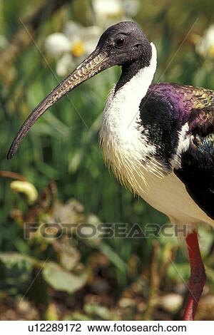aves, beak, animals View Large Photo Image Stock Image - aves, beak, animals. Fotosearch