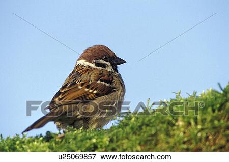 aves, bill, beak, animals View Large Photo Image Stock Photo - aves, bill, beak, animals. Fotosearch