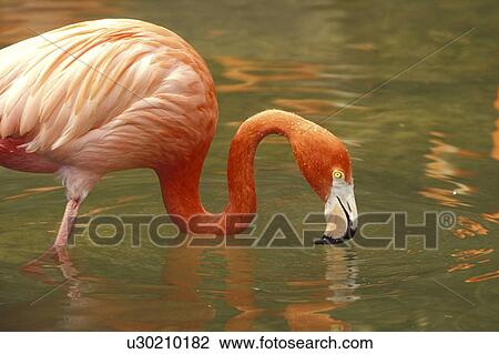 aves, bird, animals View Large Photo Image Stock Image - aves, bird, animals. Fotosearch