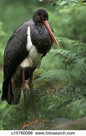 aves, bird, bill, beak, animals View Large Photo Image Stock Photo - aves, bird, bill, beak, animals. Fotosearch