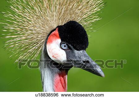 Stock Photograph - aves, bird, bill, beak, animals. Fotosearch