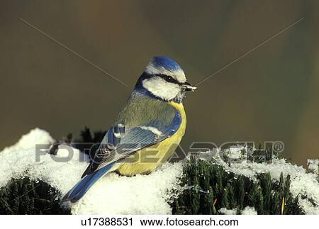 aves, blue, blaumeise, bird, animals View Large Photo Image Stock Image - aves, blue, blaumeise, bird, animals. Fotosearch