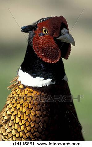 Stock Image - aves, body, bird, animals. Fotosearch