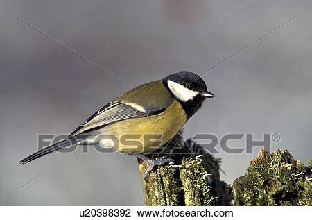 Stock Image - aves, bough, bird, animals. Fotosearch