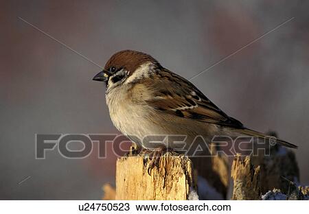 Stock Image - aves, bough, bird, animals. Fotosearch