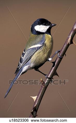 Stock Photograph - aves, bough, bird, animals. Fotosearch