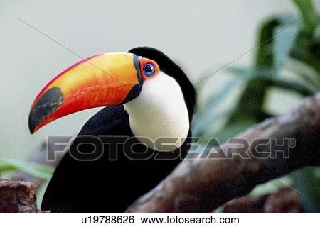 bill, america, beak, aves, animals, bird, America View Large Photo Image Stock Photograph - bill, america, beak, aves, animals, bird, America. Fotosearch