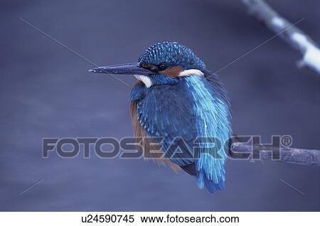Stock Photography - bird, animal, Austria, atthis, animals, birds, alcedo. Fotosearch