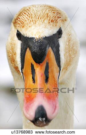 bird, animals, bill, beak, aves, alfred View Large Photo Image Stock Image - bird, animals, bill, beak, aves, alfred. Fotosearch