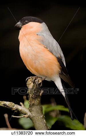 fauna, animal, birds, bird, animals, alfred View Large Photo Image Stock Image - fauna, animal, birds, bird, animals, alfred. Fotosearch