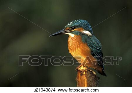 federn, abenddaemmerung, alcedinidae, animals, aves View Large Photo Image Picture - federn, abenddaemmerung, alcedinidae, animals, aves. Fotosearch