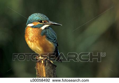 federn, alcedinidae, animals, aves, beak View Large Photo Image Stock Image - federn, alcedinidae, animals, aves, beak. Fotosearch