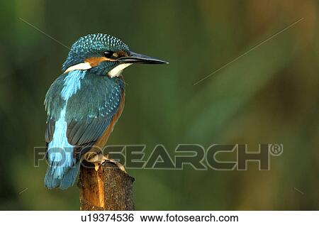 Stock Photograph - federn, alcedinidae, animals, aves, back view. Fotosearch