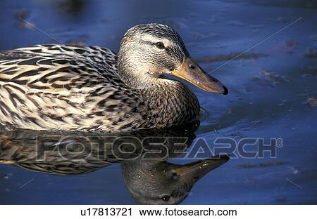 Stock Image - federn, anas, anatinae, animals, aves. Fotosearch