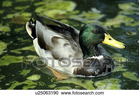 federn, anas, anatinae, animals, aves View Large Photo Image Stock Image - federn, anas, anatinae, animals, aves. Fotosearch