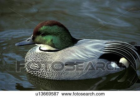 federn, anatinae, animals, aves View Large Photo Image Stock Photo - federn, anatinae, animals, aves. Fotosearch