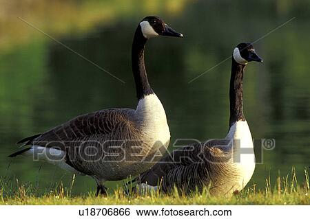 Stock Photograph - federn, animals, anserinae, aves. Fotosearch