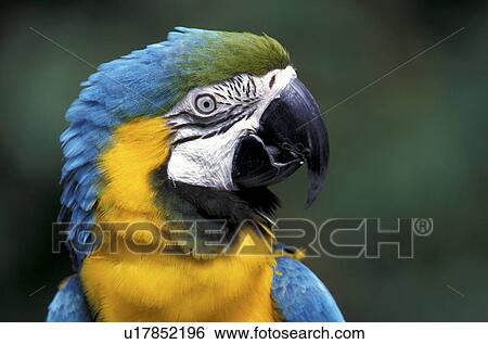 federn, animals, arara, aves View Large Photo Image Stock Photograph - federn, animals, arara, aves. Fotosearch