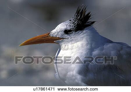Stock Image - federn, animals, arctic, aves. Fotosearch