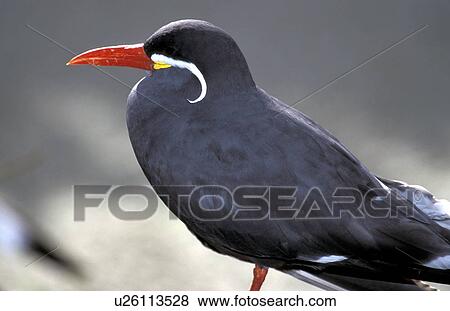 Stock Photo - federn, animals, arctic, aves. Fotosearch