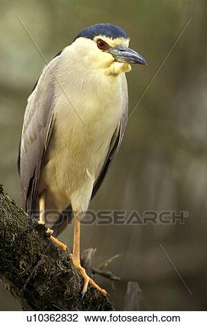 federn, animals, ardeidae, aves, beak View Large Photo Image Stock Image - federn, animals, ardeidae, aves, beak. Fotosearch