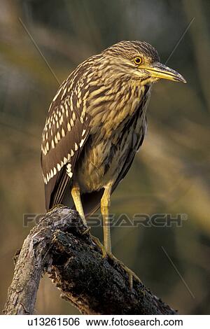 federn, animals, ardeidae, aves, beak View Large Photo Image Stock Photograph - federn, animals, ardeidae, aves, beak. Fotosearch