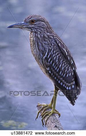 Stock Image - federn, animals, ardeidae, aves. Fotosearch