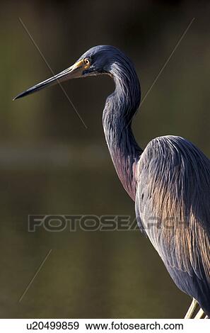federn, animals, ardeidae, aves View Large Photo Image Stock Photo - federn, animals, ardeidae, aves. Fotosearch