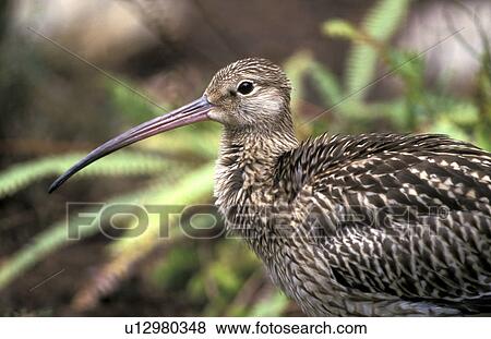 Stock Photo - federn, animals, arquata, aves. Fotosearch