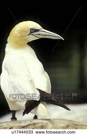 Stock Image - federn, animals, aves, back view. Fotosearch