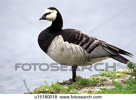 Stock Photo - federn, animals, aves, barnacle. Fotosearch