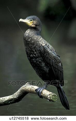 federn, animals, aves, beak, bill View Large Photo Image Stock Photo - federn, animals, aves, beak, bill. Fotosearch