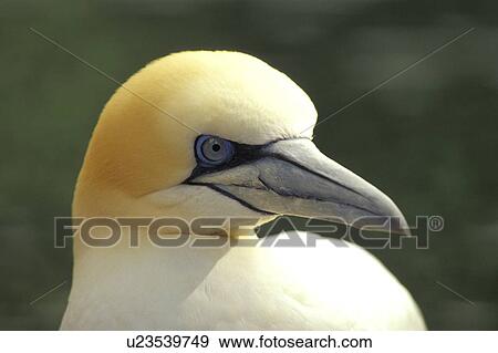 Stock Photo - federn, animals, aves, beak, bill. Fotosearch