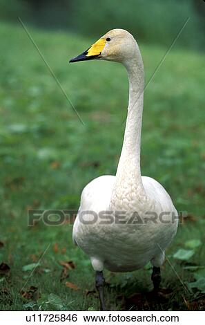 federn, animals, aves, beak, bill View Large Photo Image Stock Photograph - federn, animals, aves, beak, bill. Fotosearch