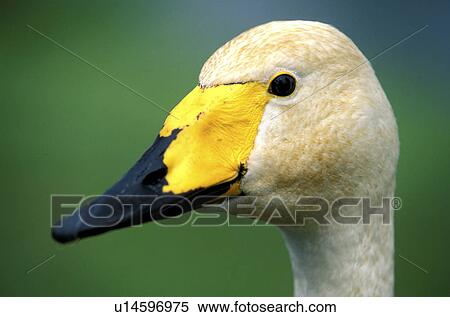 Stock Photography - federn, animals, aves, beak, bill. Fotosearch