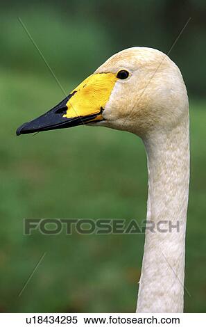 federn, animals, aves, beak, bill View Large Photo Image Stock Photography - federn, animals, aves, beak, bill. Fotosearch