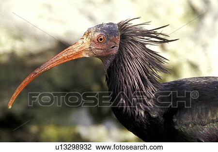 federn, animals, aves, beak View Large Photo Image Stock Image - federn, animals, aves, beak. Fotosearch