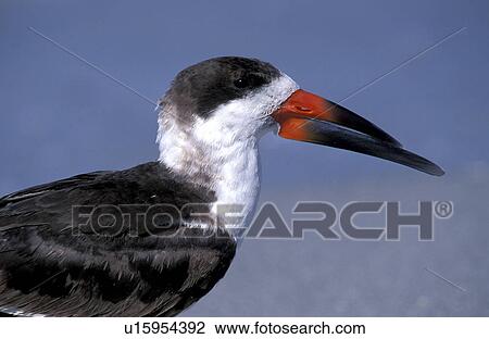 federn, animals, aves, beak View Large Photo Image Stock Image - federn, animals, aves, beak. Fotosearch