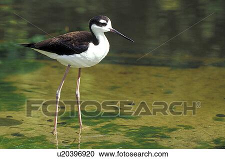 federn, animals, aves, beak View Large Photo Image Stock Image - federn, animals, aves, beak. Fotosearch